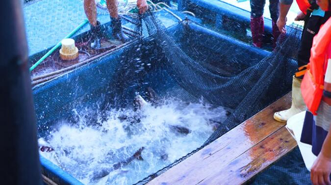 全國首個吸力筒基礎桁架式“風漁融合”型（xíng）海洋牧場正式投產