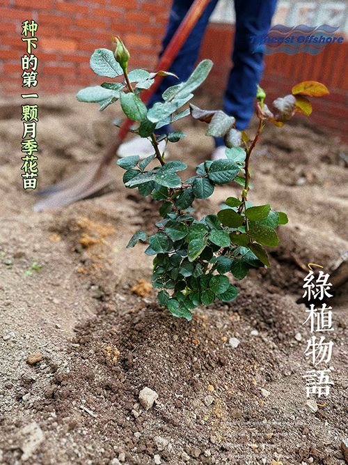 “植”此青綠（lǜ）  共沐春光