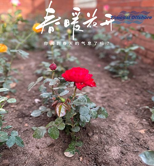 “植”此青綠  共沐春光