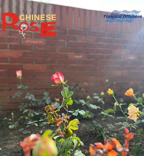 “植”此青（qīng）綠  共（gòng）沐春光